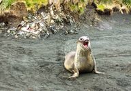 Weaner Elephant Seal